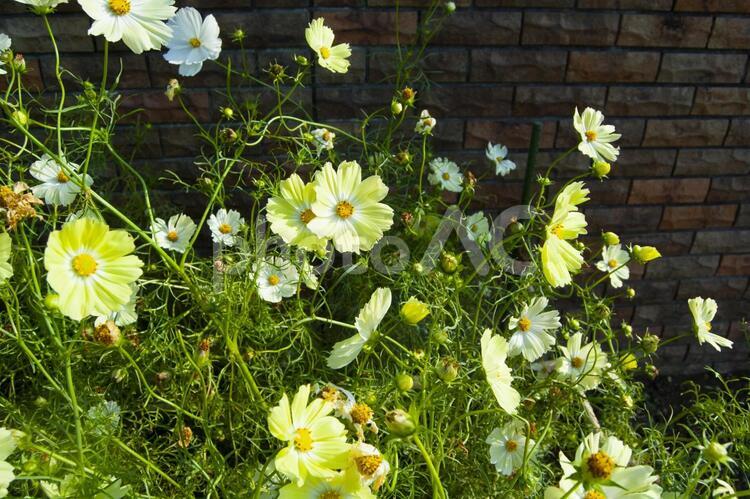 コスモス コスモス,花,グリーンの写真素材