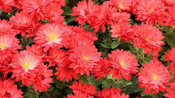 楽寿園の菊まつりにて 菊,秋,花の写真素材