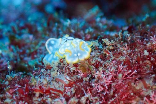 Photo, scuba diving, diving, nuushi, 