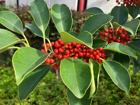赤い実のついたクロガネモチ 木,赤い実,庭木の写真素材