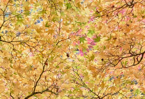 紅葉前のモミジの葉 紅葉前のモミジの葉の写真