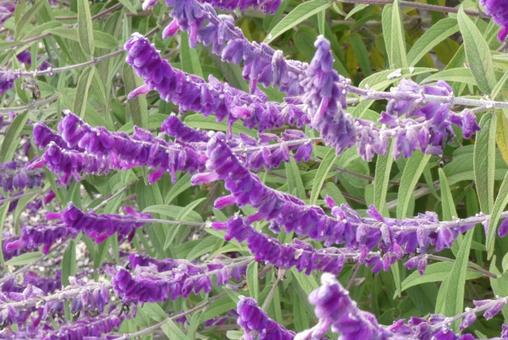 ラベンダー ラベンダー,紫,紫の花の写真素材