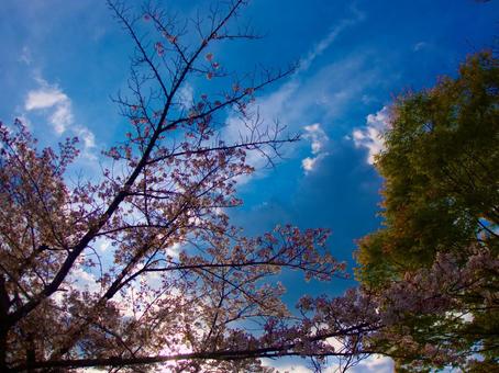 桜 桜の写真
