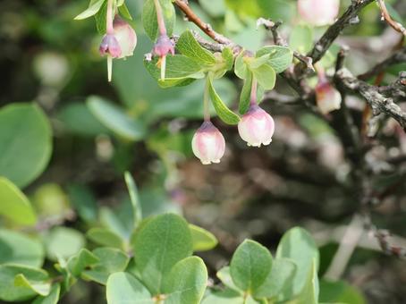 クロマメノキの花 クロマメノキの花 クロマメノキ,花,植物の写真素材