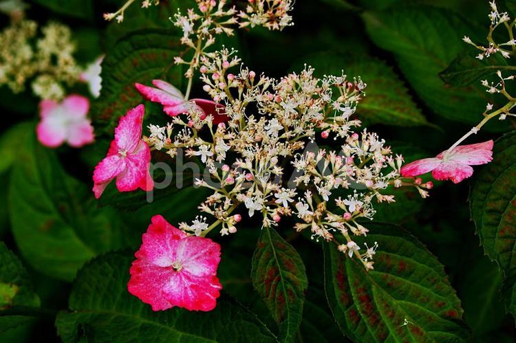 紫陽花の饗宴　ヤマアジサイ ヤマアジサイ,アジサイ,紫陽花の写真素材