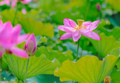 Photo, ancient lotus, lotus, lotus flower, 