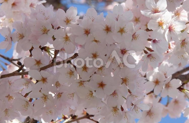 【桜の写真】桜が咲く風景 桜,さくら,サクラの写真素材