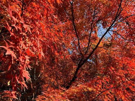 紅葉1 紅葉1 紅葉,秋,自然の写真素材