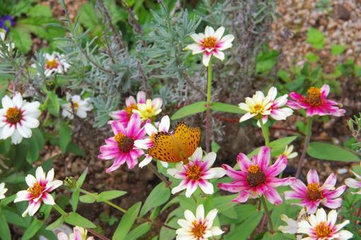 花の蜜を吸うオレンジ色の蝶 蝶,秋,花の写真素材