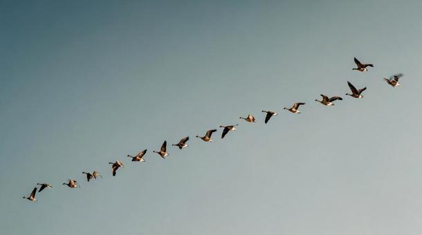 秋空を見上げる渡り鳥の群れ 秋空を見上げる渡り鳥の群れの写真