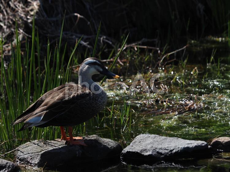 池の石の上で日向ぼっこをするカルガモ カルガモ,鳥,自然の写真素材