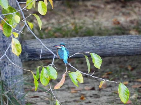 対岸の柿の木の枝にとまるカワセミ2 対岸の柿の木の枝にとまるカワセミ2の写真