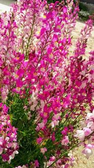 草花 草花の写真