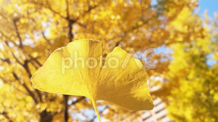 秋　いちょう　イチョウ　紅葉　季節　黄色 いちょう,イチョウ,銀杏の写真素材