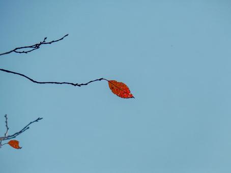 秋の景色 秋,枯れ葉,季節の写真素材
