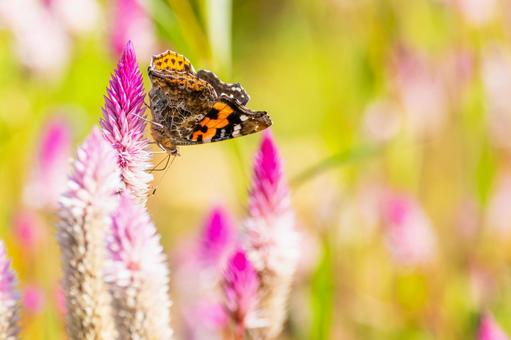 アカタテハ(29) アカタテハ(29)の写真