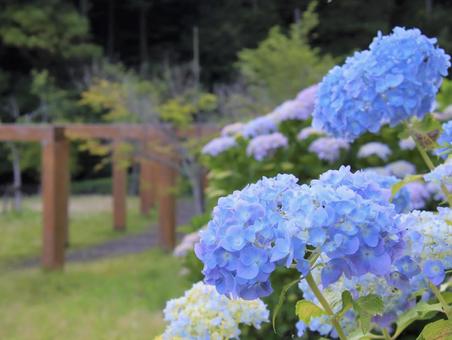 公園の紫陽花がキレイに咲く 公園の紫陽花がキレイに咲くの写真