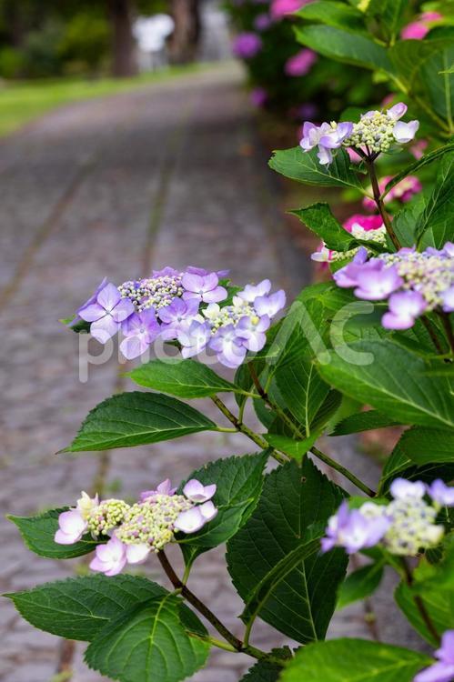 小径に咲く紫陽花 紫陽花,アジサイ,あじさいの写真素材