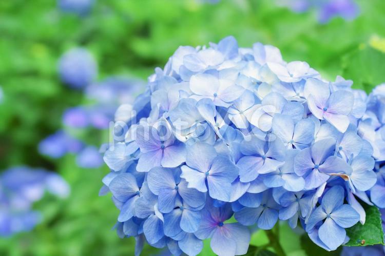 満開に咲いたアジサイの花 あじさい,紫陽花,花の写真素材
