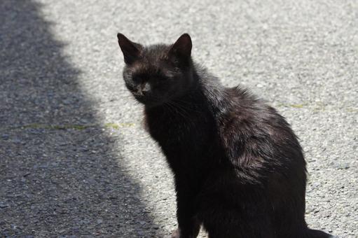 ねこ 箱座り,飼い猫,家猫の写真素材