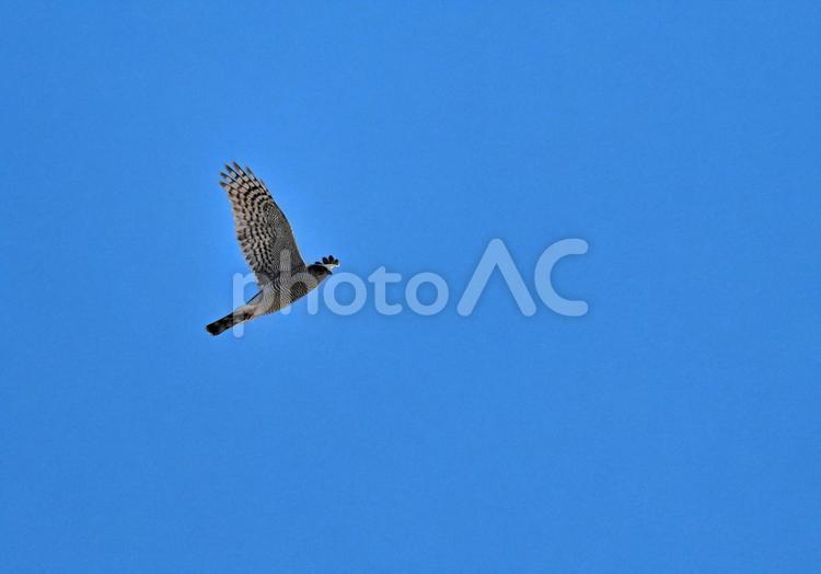 羽ばたくハイタカ3 ハイタカ,翼を広げる,滑空の写真素材