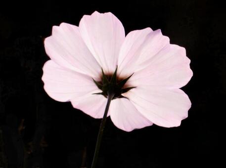 【花の写真】コスモス（秋桜） コスモス,秋桜,自然の写真素材