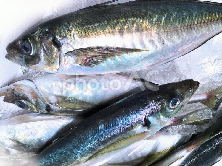 秋の味覚で定番の産地直送の新鮮な平あじのイメージ あじ,アジ,鯵の写真素材