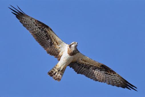 翼を一杯に広げて飛翔するミサゴ ミサゴ,鶚,ウオタカの写真素材
