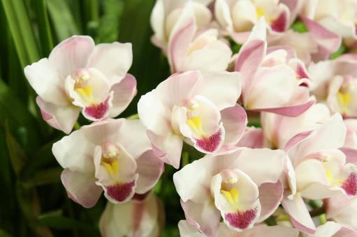 シンビジウム Cymbidium シンビジウム Cymbidium シンビジウム,エレガント,優しいの写真素材