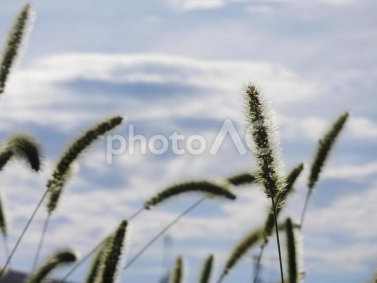 ７月の風景 植物,自然,風景の写真素材