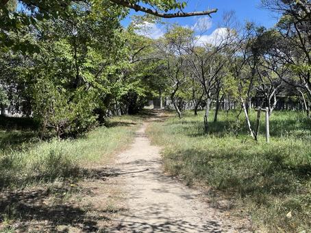 秋の散歩道 秋の散歩道の写真
