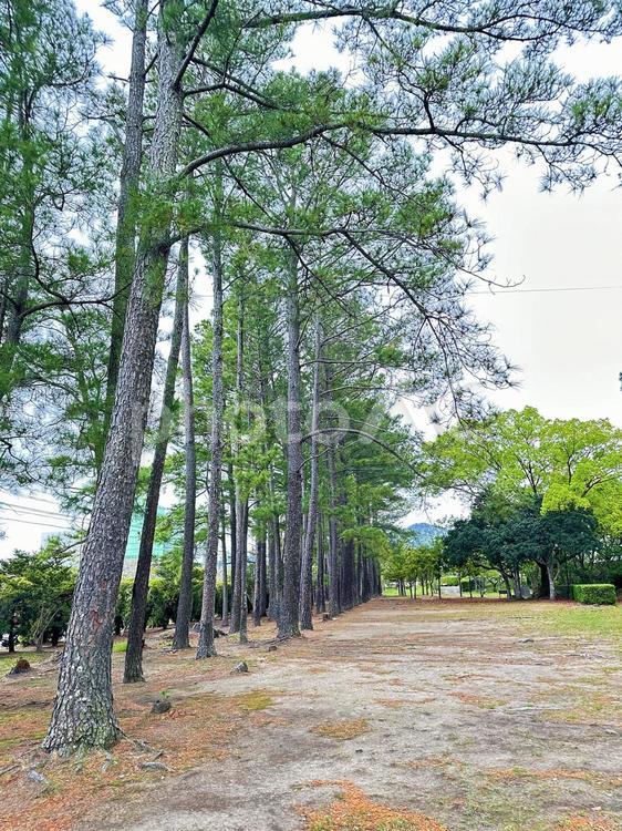 黒潮公園　公園歩道　三輪崎 休日,新宮市三輪崎,黒潮公園の写真素材