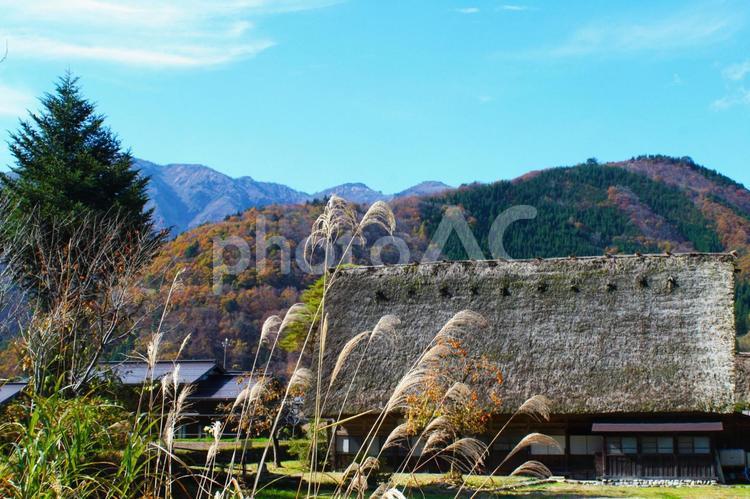 秋の白川郷　合掌造り集落とススキ 白川郷,合掌造り,集落の写真素材