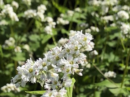小さな花の美しさ―そばの花クローズアップ 小さな花の美しさ―そばの花クローズアップ 滋賀,伊吹山,伊吹山麓の写真素材