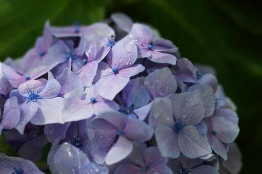 あじさい　雨12の写真