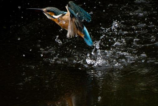 狩りをするカワセミ 鳥,野鳥,カワセミの写真素材