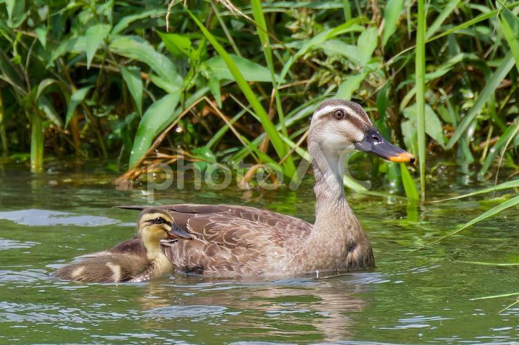 ヒナ一羽、親鳥一羽のカルガモ親子 カルガモ,軽鴨,夏留鴨の写真素材