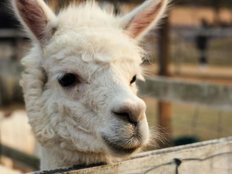 アルパカ アルパカ,動物,欧米の写真素材