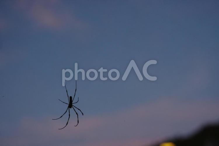 夕暮れ時の蜘蛛と空 背景,のどか,蜘蛛の写真素材