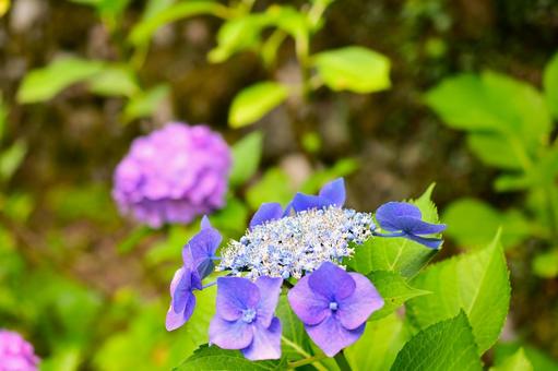 Purple hydrangea blooming in the rainy season sky, JPG