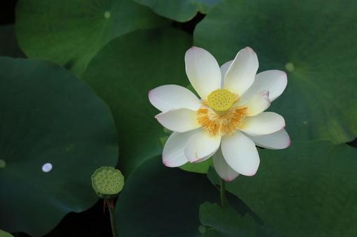 白い蓮の花と緑の葉と実のある池の風景 白い,蓮,花の写真素材