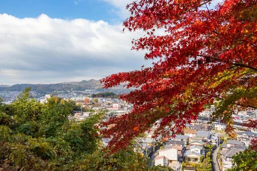 奈良県・三室山山頂のもみじ もみじ,眺め,三室山の写真素材