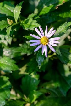 ノコンギクの写真