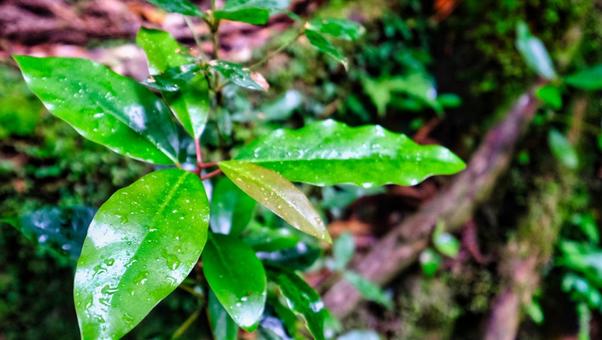 森で見つけた葉っぱ 自然,葉っぱ,植物の写真素材