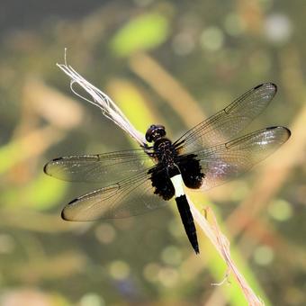 Photo, pseudothemis dragonfly, dragonfly, natural, 