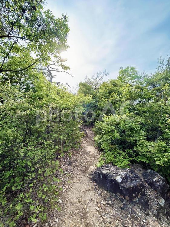 山道と木々と空模様と太陽光 山道,遊歩道,歩道の写真素材