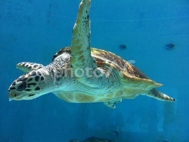 ウミガメ　泳ぐ ウミガメ,うみがめ,海亀の写真素材