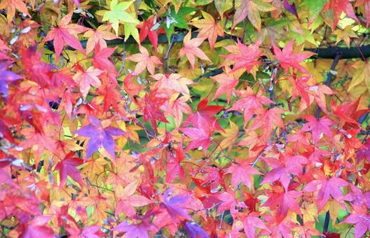 カラフルで鮮やかなもみじの紅葉 紅葉,もみじ,カエデの写真素材