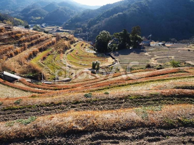 冬の中山千枚田（香川県･小豆島） 小豆島,中山千枚田,棚田の写真素材