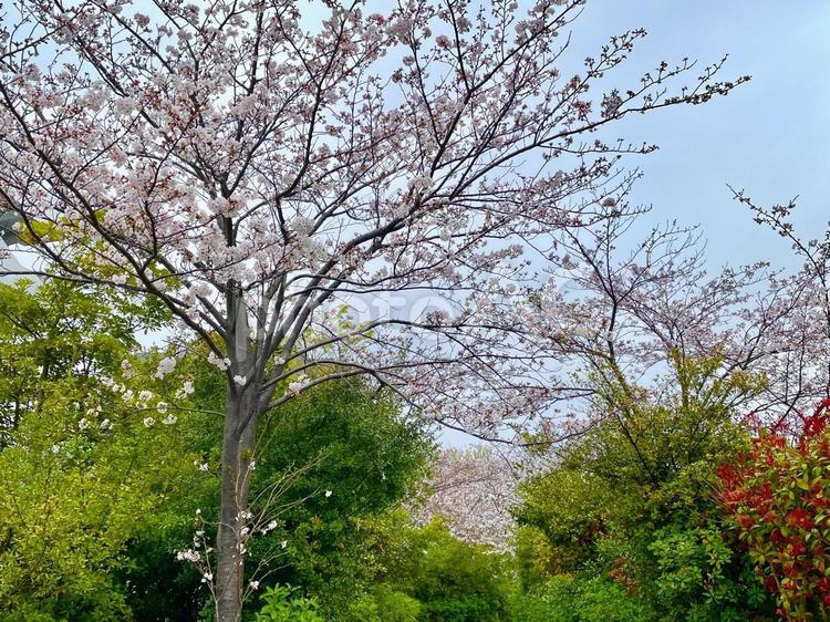 桜と空 桜,さくら,サクラの写真素材